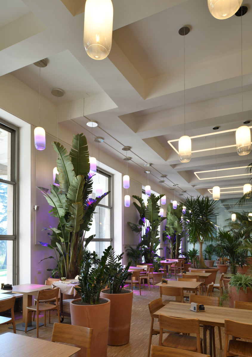 Restaurant interior with tropical plants, wooden furniture, and cylindrical pendant lamps emitting warm white and purple light along the ceiling.