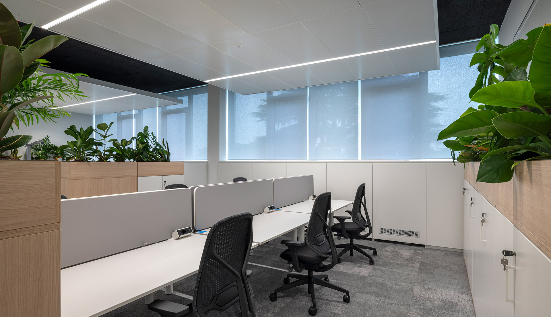 Workstation area with linear white desks, black ergonomic chairs, grey privacy dividers, wooden planters with vegetation and ceiling with integrated linear lighting.