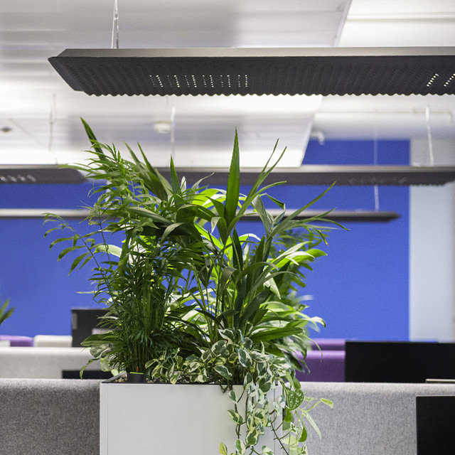 Artemide dark rectangular pendant lamp suspended over a lush office plant arrangement in a modern open-plan workspace.