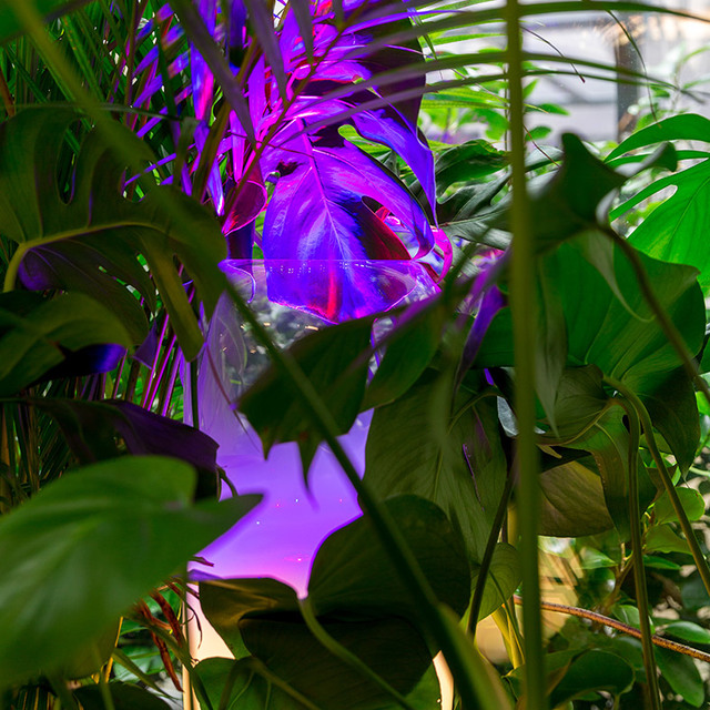 Tropical foliage illuminated by vibrant purple and magenta light, creating a dramatic contrast with lush green leaves.
