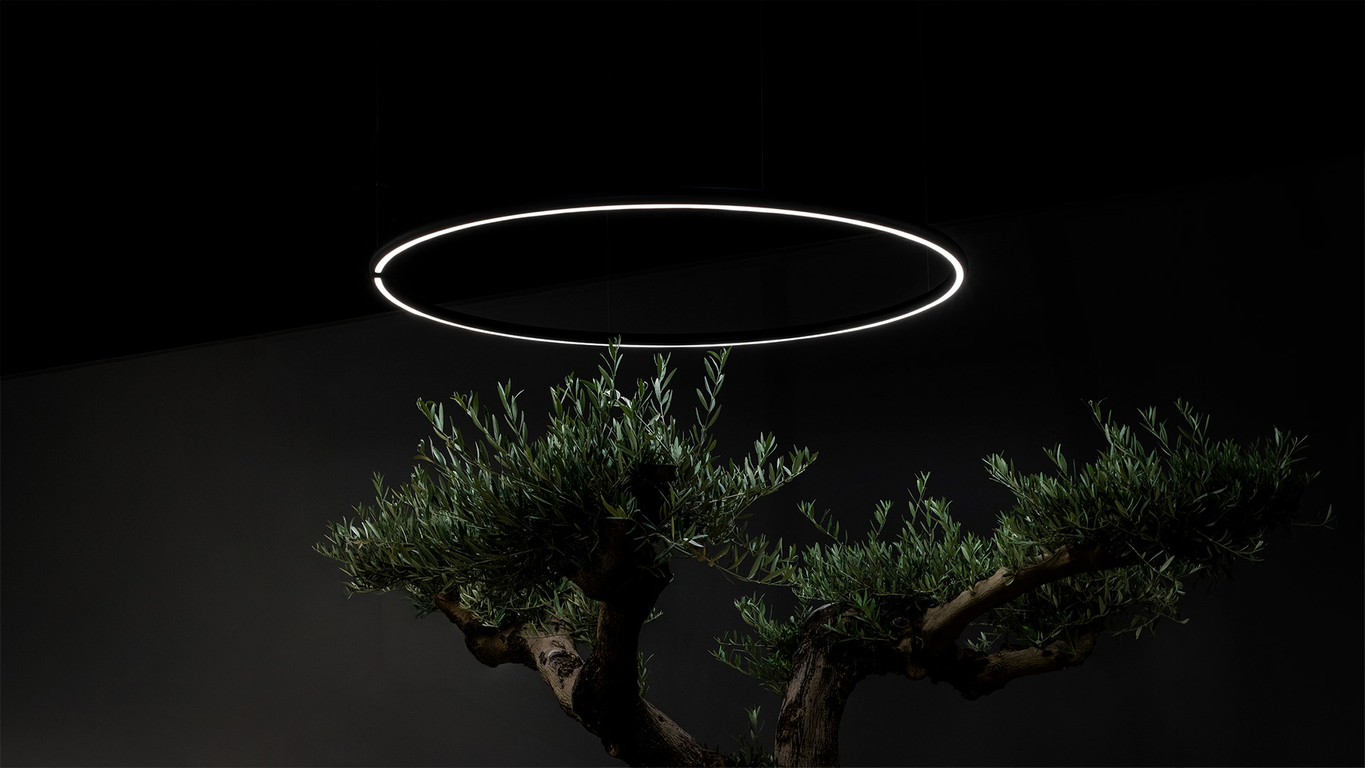 Artemide Alphabet of Light Outdoor: glowing circular LED ring suspended above a bonsai tree against a dark background